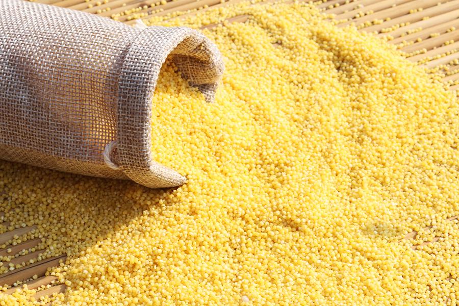 大黄米，又称糜子，黄米，是历史悠久的农作物